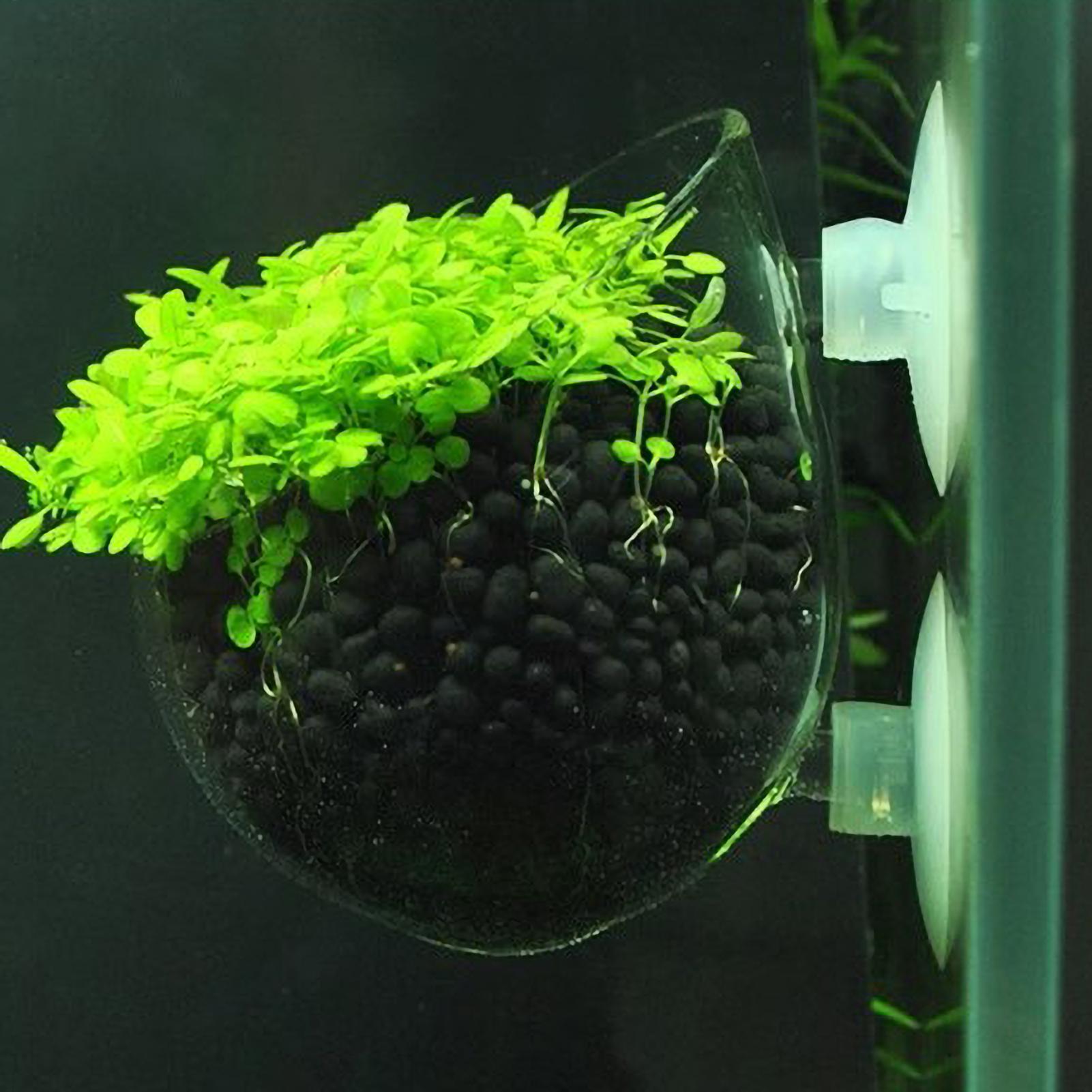 Aquarium Plant Holder Glass Aq - огляд і ціна Terrarium Glass Bottle