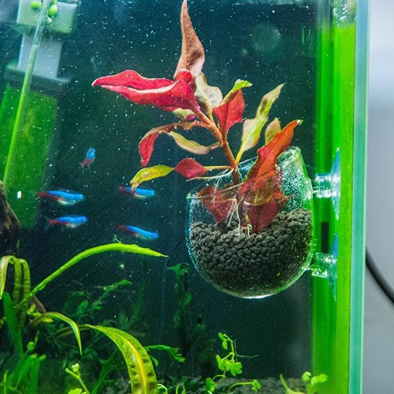 Aquarium Plant Holder Glass Aq - огляд і ціна Terrarium Glass Bottle