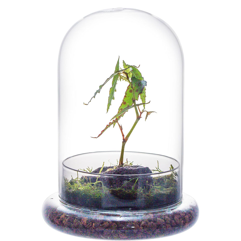 Glass Dome with Airhole Glass  - огляд і ціна Terrarium Glass Bottle