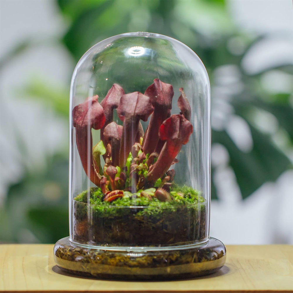 Glass Dome with Airhole Glass  - огляд і ціна Terrarium Glass Bottle