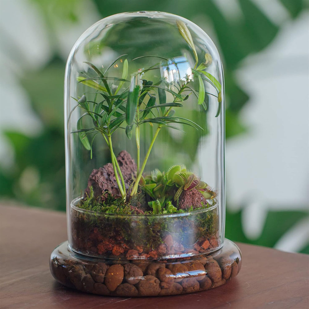 Glass Dome with Airhole Glass  - огляд і ціна Terrarium Glass Bottle