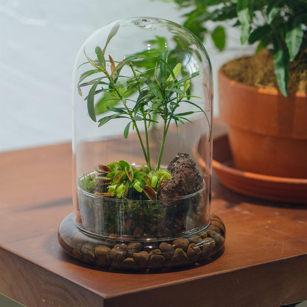 Glass Dome with Airhole Glass  - огляд і ціна Terrarium Glass Bottle